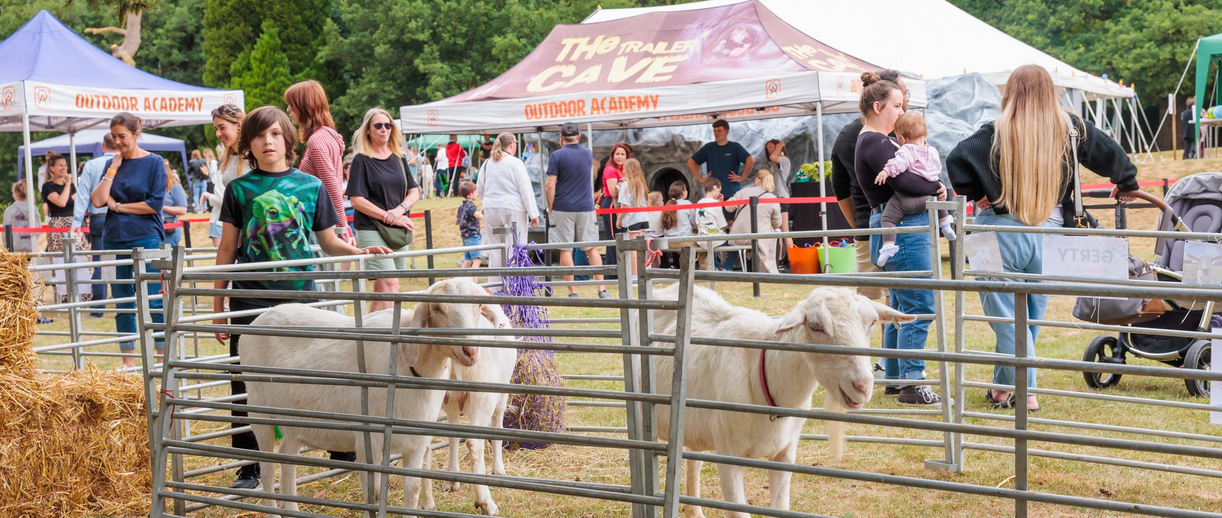 A herd of goats